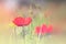 Abstract and dreamy photo with low angle of red poppies against sky with light burst. vintage filtered and toned