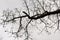 Abstract dry bare tree branch background