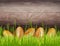 Abstract Easter wooden background with bottom border of decorated golden eggs hidden in fresh grass.