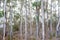 Abstract Eucalyptus trees.  Kangaroo Island, South Australia