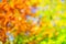 Abstract fall background