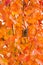 Abstract Fall Leaves/Shades of Orange
