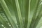 Abstract, fanlike foliage of palmettos in Florida.