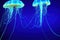 Abstract fantasy neon marine jellyfish flock swimming in deep sea. Dangerous colorful and beautiful undersea world.