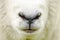 Abstract farm sheep closeup face nose mouth background