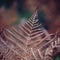 The abstract fern leaf in the nature