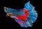 Abstract fighting fish