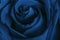 Abstract flower background. Blue rose flower leaves. macro shot of fresh rosa for symbol of love, prosperity, or immortality