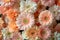 Abstract Flowers bouquet closeup