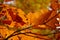 Abstract foliage background, beautiful tree branch in autumn