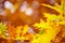 Abstract foliage background, beautiful tree branch in autumn