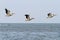 Abstract formation of three pelicans