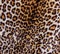 Abstract fragment of view of jaguar fur background