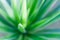 Abstract fresh green beautiful blur background
