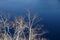 Abstract frost trees