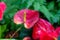 Abstract frosted glass image on Anthurium is a red heart-shaped flower. Dark green leaves as a background make the flowers stand