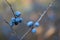 Abstract frozen twig with blackthorn berry