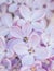 Abstract gentle lilac floral background. Floral decor for presentation of natural cosmetics. Macro view of spring lilac