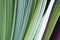 Abstract gradient green color wave curl strip paper background