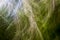 Abstract grass blur.