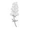 An abstract grayscale image of flowering phlox. Sticker. icon. Isolate. Hello spring. Summer season