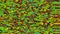 Abstract green animated moving pattern