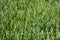 Abstract green background. Field of ripening oats