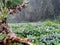 Abstract Green Background of Fresh Vegetable in West Sumatera