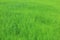 Abstract green background. Green color in digital motion effect for backgrounds. Blurry background of young paddy leaves in field.