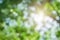 Abstract green foliage and tree in jungle blur with sun light spring summer. Farming concept on plant forest and environment day