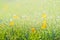 Abstract green Fresh grass and wild small yellow flowers field with abstract blurred foliage and bright summer sunlight