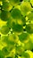 Abstract Green Grapes