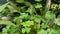 abstract green leaf texture, tropical leaf foliage nature dark green background, daun hijau
