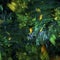 Abstract green ocean flora fractal art