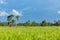 Abstract green paddy rice grass in spring season background concept summer sunshine image, countryside nature view