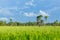 Abstract green paddy rice grass in spring season background concept summer sunshine image, countryside nature view