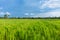 Abstract green paddy rice grass in spring season background concept summer sunshine image, countryside nature view