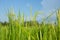 Abstract green paddy rice grass in spring season background concept summer sunshine image, countryside nature view