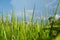 Abstract green paddy rice grass in spring season background concept summer sunshine image, countryside nature view