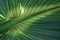 Abstract Green Palm Leaf with Texture