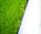 Abstract green stabilized moss surface decoration background