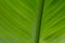 Abstract green Tropical Canna leaf texture for background