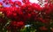 Abstract group of pink flowers on the plant.