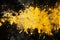 Abstract Grunge Color Explosion Black and Yellow Pain Texture