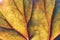 Abstract Half green and half dry autumn leaf background selective focus close up