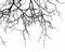 Abstract Halloween background. Black branch of tree on a white b