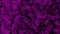 Abstract Haloween background. Grunge purple backgrounds .