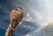 Abstract hawk eagle under sky