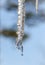 Abstract icicles sparkle, melt slowly in mild winter sun. Hanging low from a roof edge.