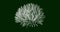Abstract illustration of isolated Chrysanthemum flower bloom top view in white on dark green background. Suitable for wallpaper.